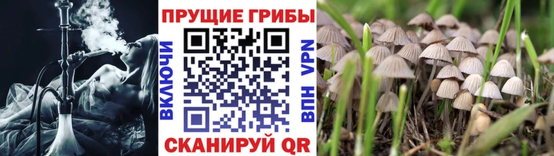 Купить где  Новокузнецк  Псилоцибиновые грибы прущие грибы 
